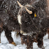 Sisu Nordic Ski Retreat - February 2026